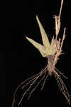 Erectleaf panicgrass